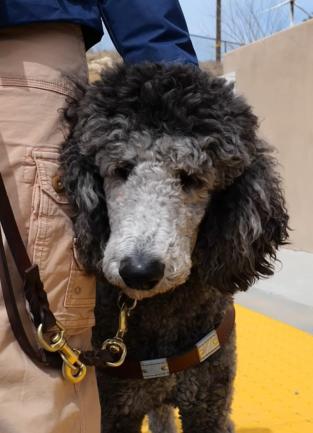 Guide Dogs Of The Desert CDBG Program Grant Poodle